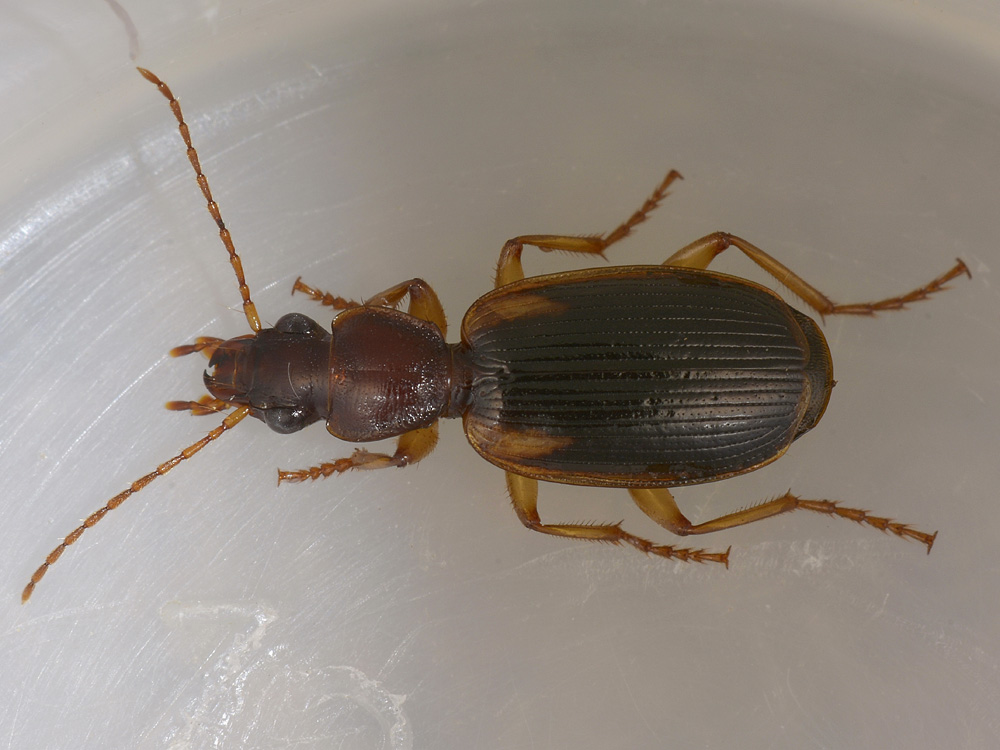 Cymindis axillaris